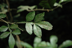 Naringi crenulata